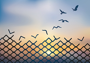 birds flying over a wire fence with a sunset